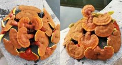 还有人不知道灵芝和灵芝孢子粉如何保存?