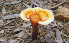 一味成方灵芝基地选址泰山深山桃花峪